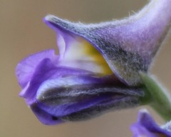 Delphinium halteratum