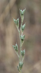 Delphinium halteratum
