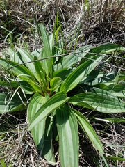 Arnoglossum plantagineum
