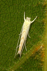 Stegommata sulfuratella