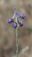 Delphinium halteratum