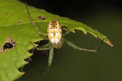 Mangora spiculata