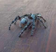 Hyllus