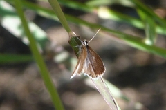 Lycaenidae