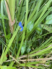 Commelina communis