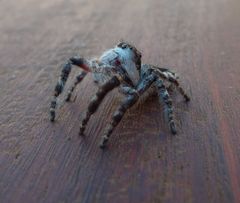 Hyllus