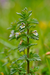 Euphrasia hirtella