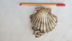 Pecten jacobaeus