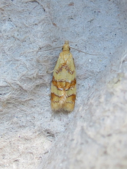 Phtheochroa vitellinana