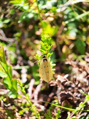 Setina