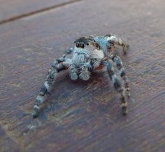 Hyllus