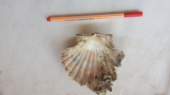 Pecten jacobaeus