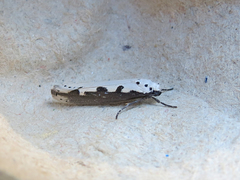 Ethmia bipunctella