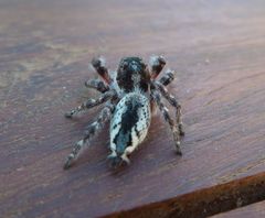 Hyllus