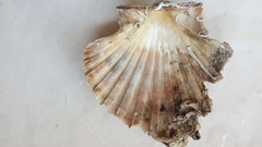 Pecten jacobaeus