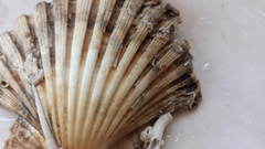 Pecten jacobaeus