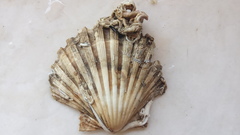 Pecten jacobaeus