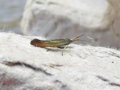Coleophora deauratella