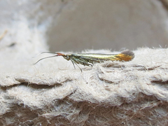 Coleophora deauratella
