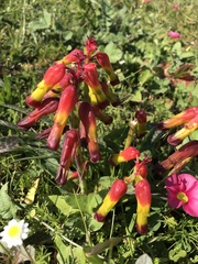 Lachenalia quadricolor