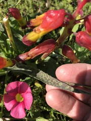 Lachenalia quadricolor