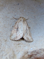 Photedes panatela