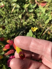 Lachenalia quadricolor