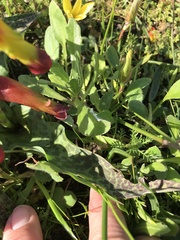 Lachenalia quadricolor