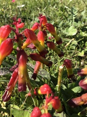 Lachenalia quadricolor