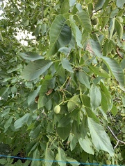 Juglans regia