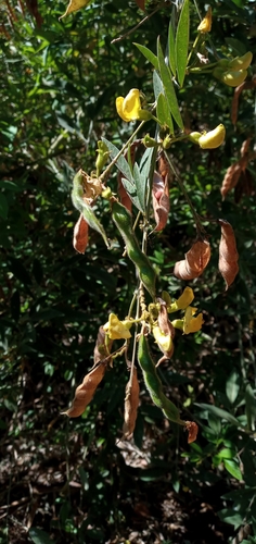Cajanus cajan