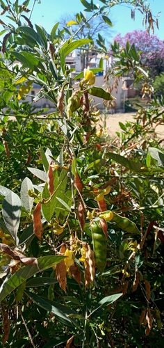 Cajanus cajan