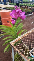 Vanda