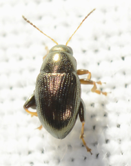 Chaetocnema concinna