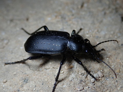 Calosoma maderae