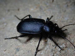 Calosoma maderae