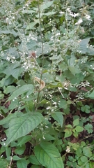 Circaea lutetiana