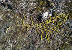 Spinulum annotinum alpestre