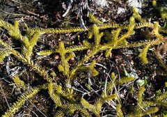 Spinulum annotinum alpestre