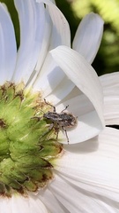 Pantomorus albosignatus