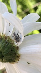 Pantomorus albosignatus