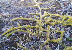 Spinulum annotinum alpestre