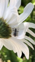 Pantomorus albosignatus