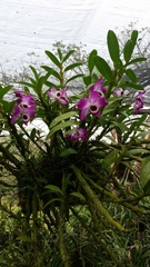 Dendrobium nobile
