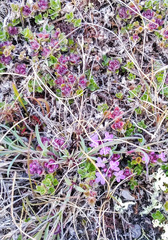 Thymus reverdattoanus