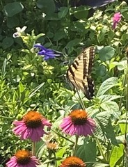 Papilio glaucus