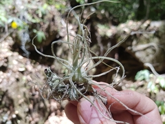Tillandsia ignesiae