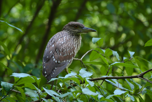 Black-crowned Night Heron photographed in North Carolina