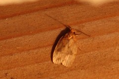 Agonopterix robiniella