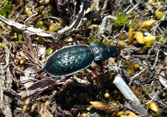 Carabus truncaticollis